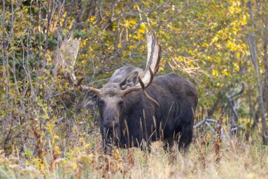 Grand Teton Ulusal Parkı 'nda sonbaharda bir geyik.