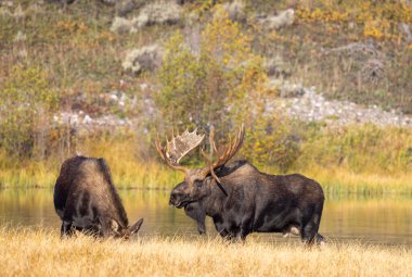 Grand Teton Ulusal Parkı 'nda sonbaharda çiftleşen boğa ve sığır geyiği.