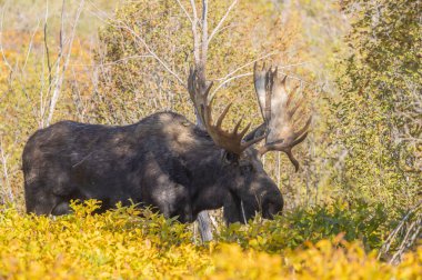 Grand Teton Ulusal Parkı Wyoming 'de sonbaharda bir geyik.