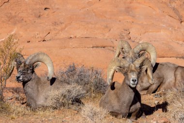 Kışın Nevada 'daki İtfaiye Vadisi' nde çöl sığırları koçu.
