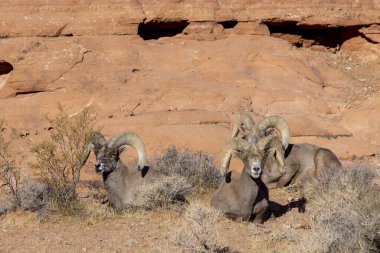 Kışın Nevada 'daki İtfaiye Vadisi' nde çöl sığırları koçu.