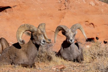 Kışın Nevada 'daki İtfaiye Vadisi' nde çöl sığırları koçu.