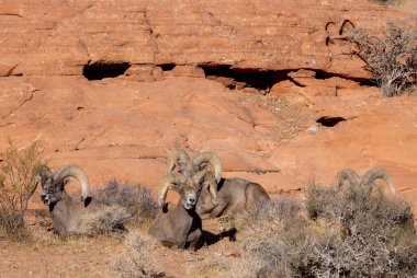 Kışın Nevada 'daki İtfaiye Vadisi' nde çöl sığırları koçu.