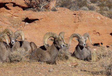 Kışın Nevada 'daki İtfaiye Vadisi' nde çöl sığırları koçu.