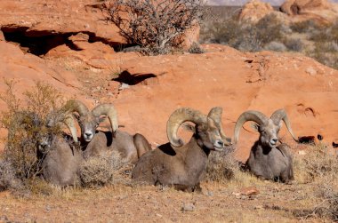 Kışın Nevada 'daki İtfaiye Vadisi' nde çöl sığırları koçu.