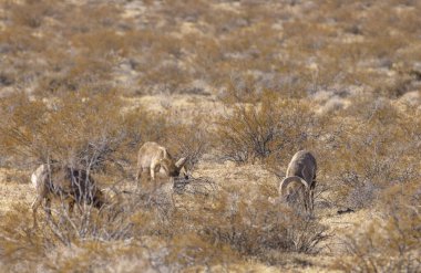 Kışın Nevada 'daki İtfaiye Vadisi' nde çöl sığırları koçu.