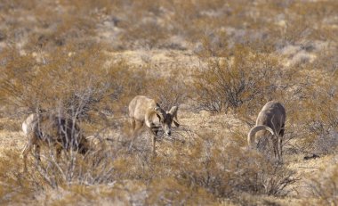 Kışın Nevada 'daki İtfaiye Vadisi' nde çöl sığırları koçu.