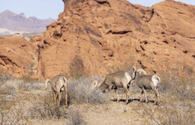 Kışın Nevada 'daki İtfaiye Vadisi' nde çöl sığırları koçu.