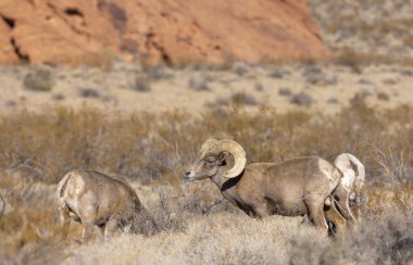 Kışın Nevada 'daki İtfaiye Vadisi' nde çöl sığırları koçu.
