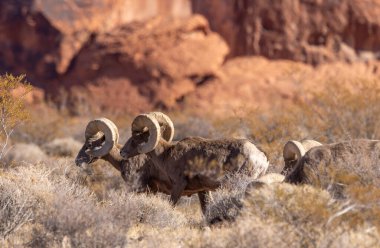 Kışın Nevada 'daki İtfaiye Vadisi' nde çöl sığırları koçu.