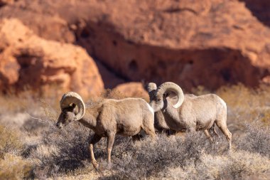 Kışın Nevada 'daki İtfaiye Vadisi' nde çöl sığırları koçu.