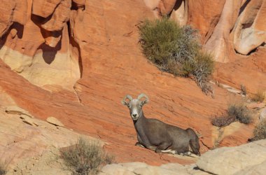 Ateş Vadisi 'nde bir çöl koyunu Nevada' da kışın park ediyor.