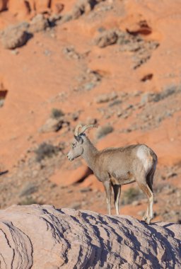 Ateş Vadisi 'nde bir çöl koyunu Nevada' da kışın park ediyor.