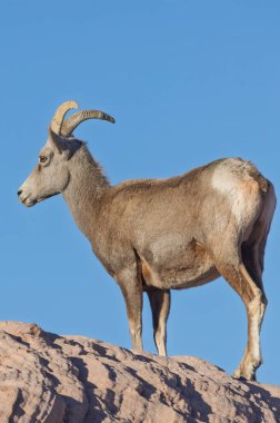 Ateş Vadisi 'nde bir çöl koyunu Nevada' da kışın park ediyor.