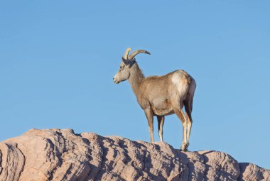 Ateş Vadisi 'nde bir çöl koyunu Nevada' da kışın park ediyor.