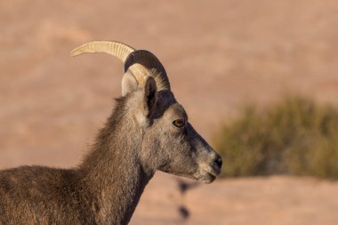 Ateş Vadisi 'nde bir çöl koyunu Nevada' da kışın park ediyor.