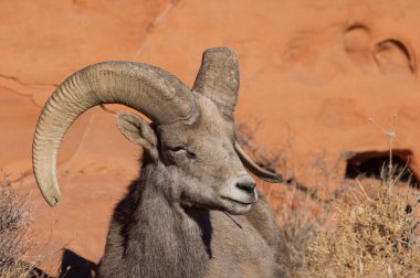 İtfaiye Vadisi 'nde kışın Nevada' da bir çöl koyunu.