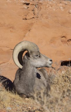 İtfaiye Vadisi 'nde kışın Nevada' da bir çöl koyunu.