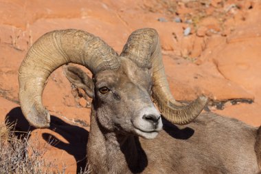 İtfaiye Vadisi 'nde kışın Nevada' da bir çöl koyunu.