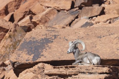 İtfaiye Vadisi 'nde kışın Nevada' da bir çöl koyunu.