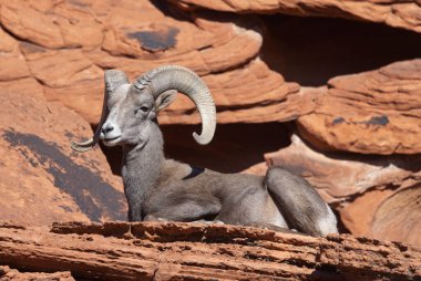 a desert bighorn sheep ram in the Valley of Fire State park Nevada in winter clipart