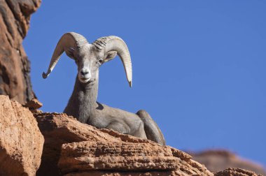 İtfaiye Vadisi 'nde kışın Nevada' da bir çöl koyunu.