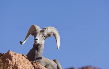 İtfaiye Vadisi 'nde kışın Nevada' da bir çöl koyunu.