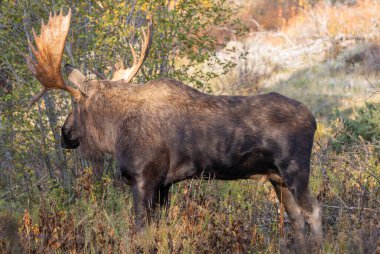 Grand Teton Ulusal Parkı Wyoming 'de sonbaharda bir geyik.