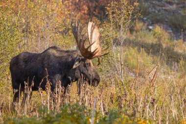 Grand Teton Ulusal Parkı Wyoming 'de sonbaharda bir geyik.
