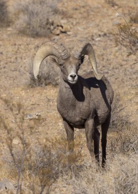 Nevada Çölü 'nde bir çöl kokarcası.