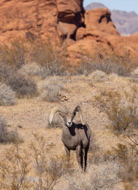 Nevada Çölü 'nde bir çöl kokarcası.