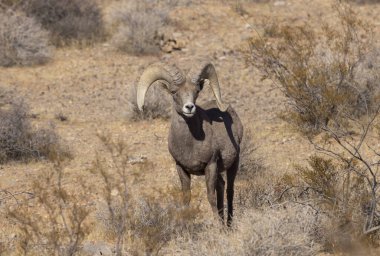 Nevada Çölü 'nde bir çöl kokarcası.