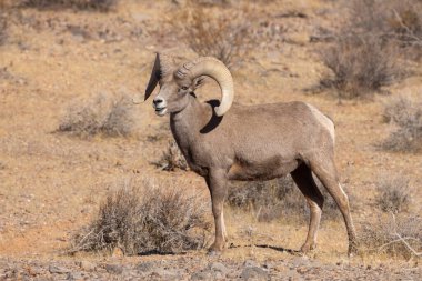 Nevada Çölü 'nde bir çöl kokarcası.