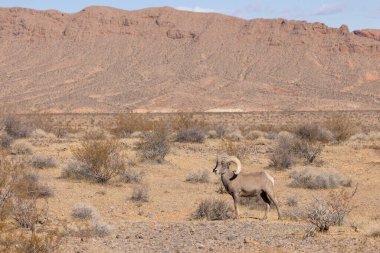 Nevada Çölü 'nde bir çöl kokarcası.