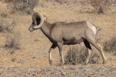 Nevada Çölü 'nde bir çöl kokarcası.