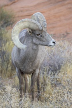 Nevada Çölü 'nde kışın bir çöl koyunu arabası.
