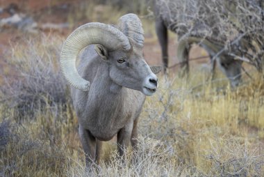 Nevada Çölü 'nde kışın bir çöl koyunu arabası.