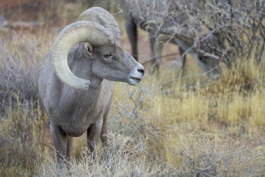 Nevada Çölü 'nde kışın bir çöl koyunu arabası.