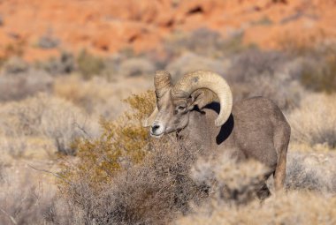 Nevada Çölü 'nde kışın bir çöl koyunu arabası.