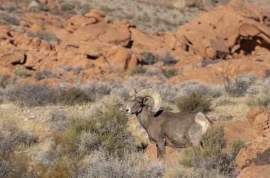 Nevada Çölü 'nde kışın bir çöl koyunu arabası.