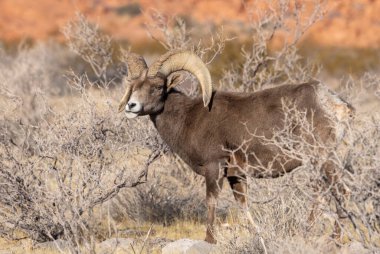 Nevada Çölü 'nde kışın bir çöl koyunu arabası.