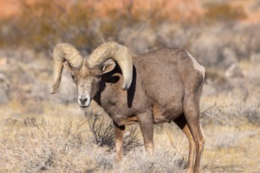 Nevada Çölü 'nde kışın bir çöl koyunu arabası.