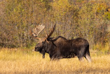 Güz aylarında Grand Teton Ulusal Parkı 'nda Wyoming' de boğa geyiği.