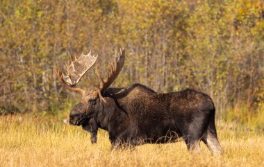 Güz aylarında Grand Teton Ulusal Parkı 'nda Wyoming' de boğa geyiği.