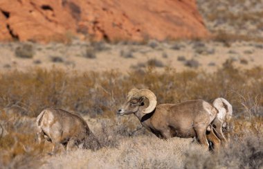 İtfaiye Vadisi 'nde kışın Nevada' da bir çöl koyunu.
