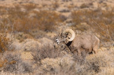 İtfaiye Vadisi 'nde kışın Nevada' da bir çöl koyunu.