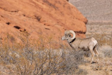 İtfaiye Vadisi 'nde kışın Nevada' da bir çöl koyunu.