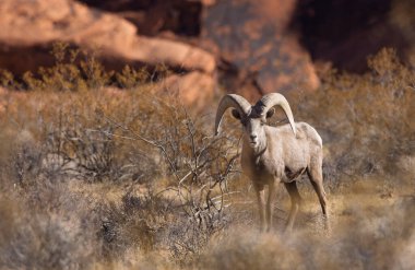İtfaiye Vadisi 'nde kışın Nevada' da bir çöl koyunu.