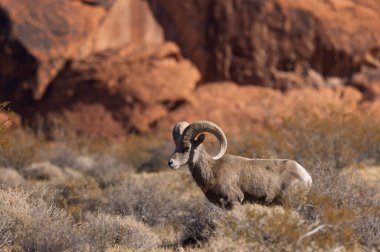 İtfaiye Vadisi 'nde kışın Nevada' da bir çöl koyunu.