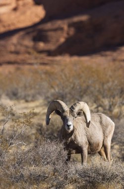 İtfaiye Vadisi 'nde kışın Nevada' da bir çöl koyunu.